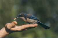 Scrub jay on hand